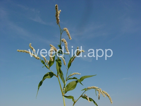 smartweed, pale